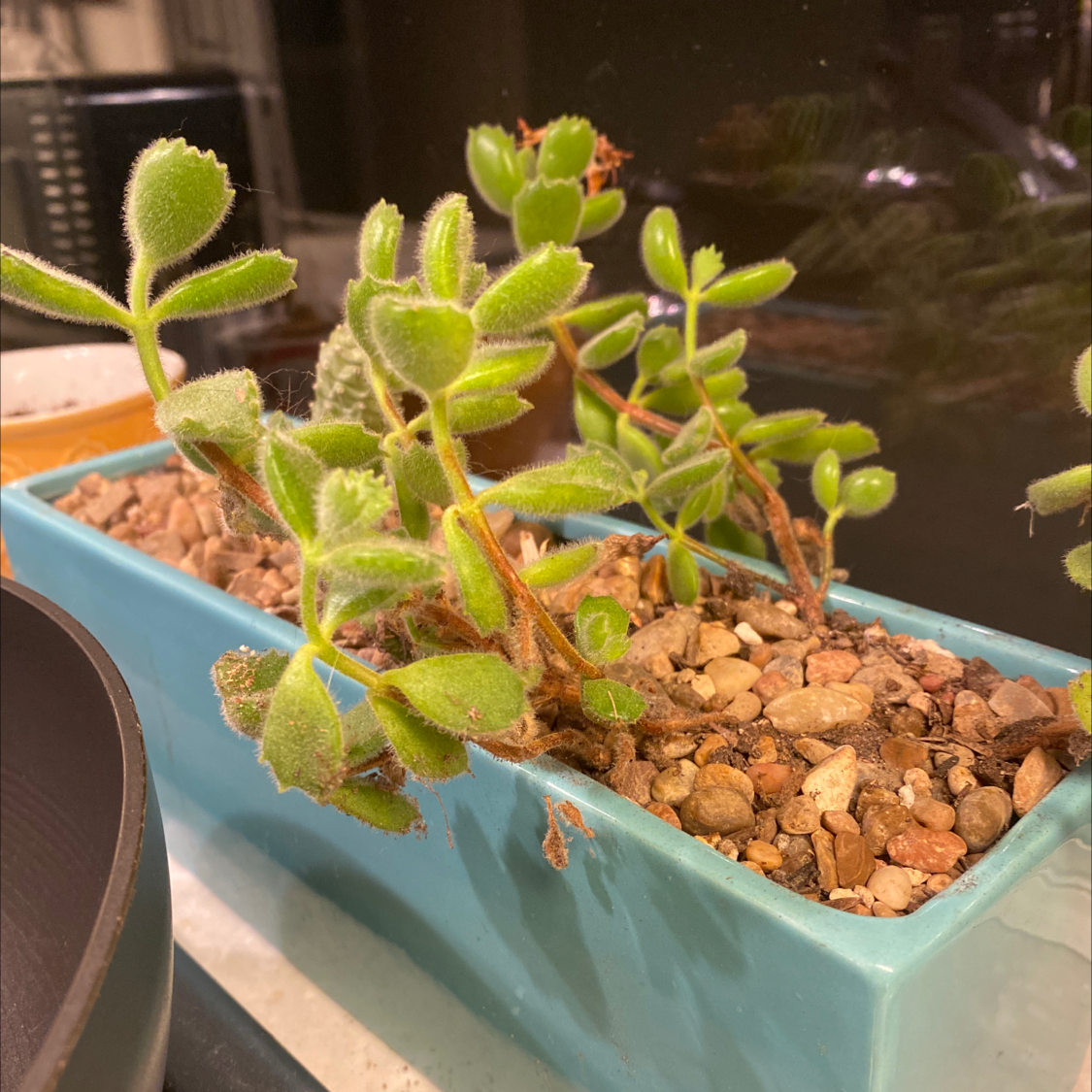Bear's Paw plant in a blue pot with rocky soil, healthy green leaves.