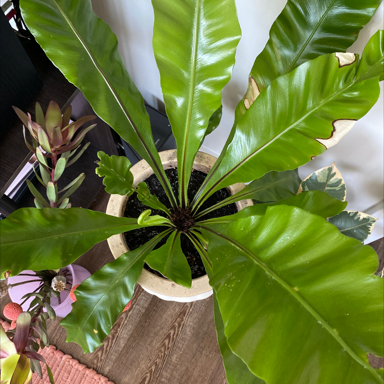 Healthy Bird's Nest Fern with lush, green, rippled leaves in a natural fiber planter, with a human hand gently touching a leaf.
