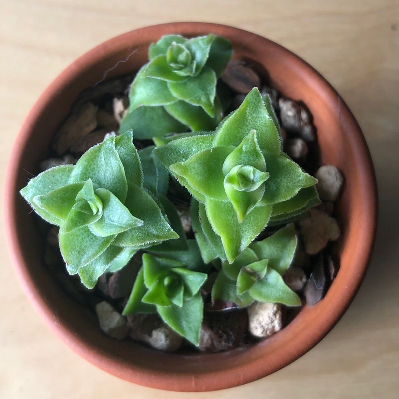 Close-up of healthy Crassula perforata succulent with spiraling button-like leaves in a terracotta pot.
