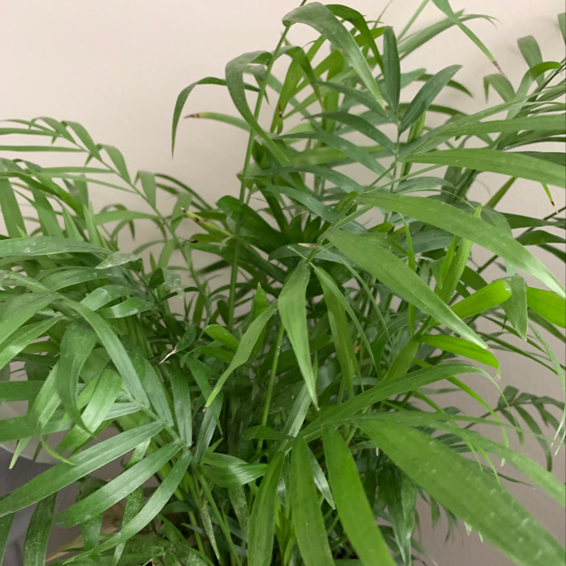 Photo of the plant species Micro Palm by Chloe named George on Greg, the plant care app