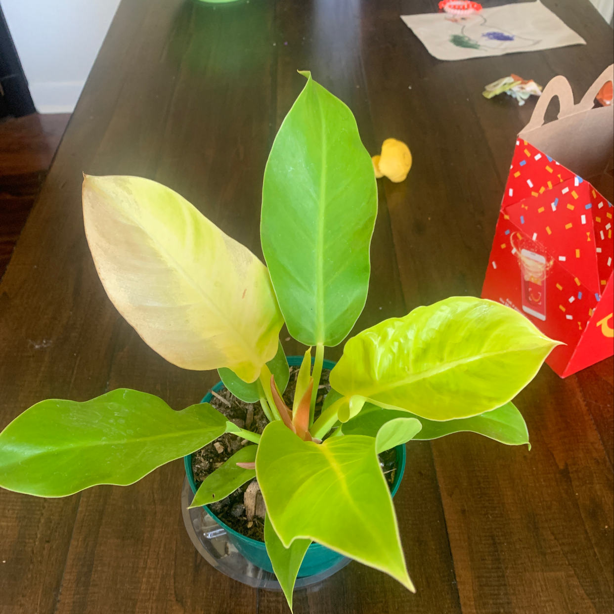 Healthy Blushing Philodendron plant with vibrant green and yellow variegated leaves in a small green pot, with a hand pointing to showcase leaf coloration.