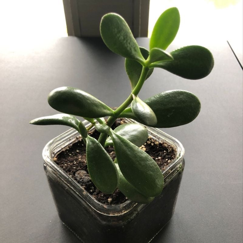 How To Fix 🔧 Jade Root Rot