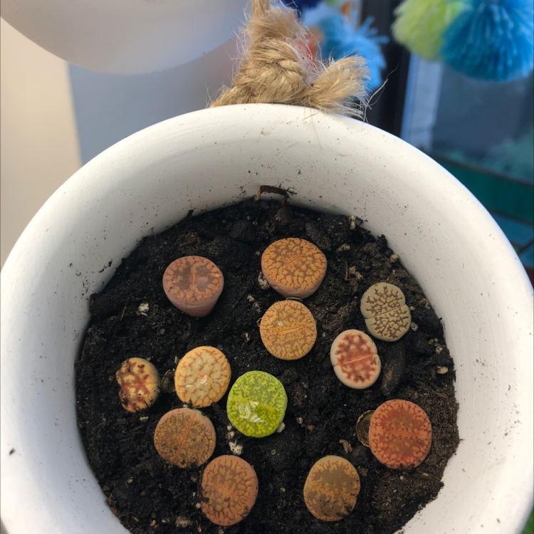 Plant care for Allium tekesicola on Greg, the plant care app