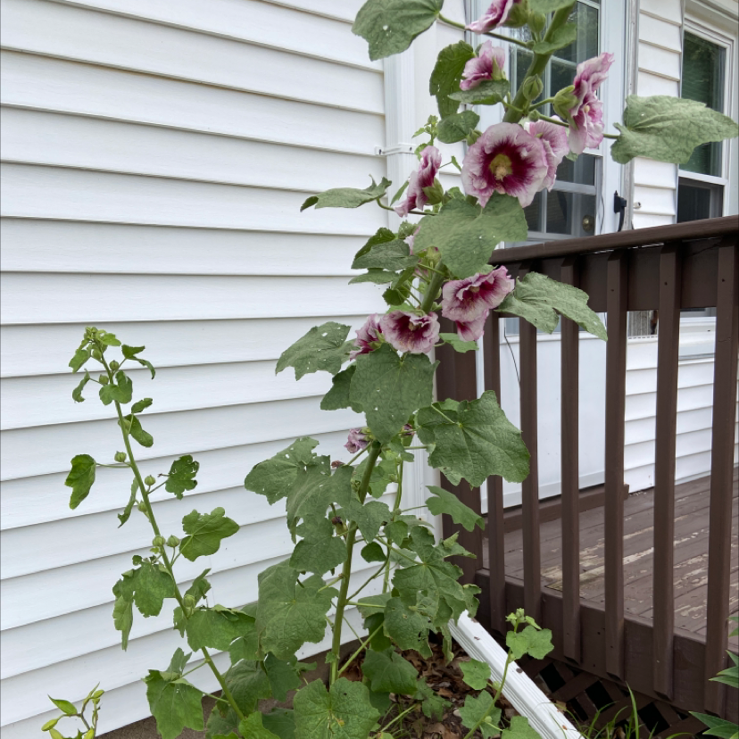 Why Are My Hollyhock Leaves Curling?