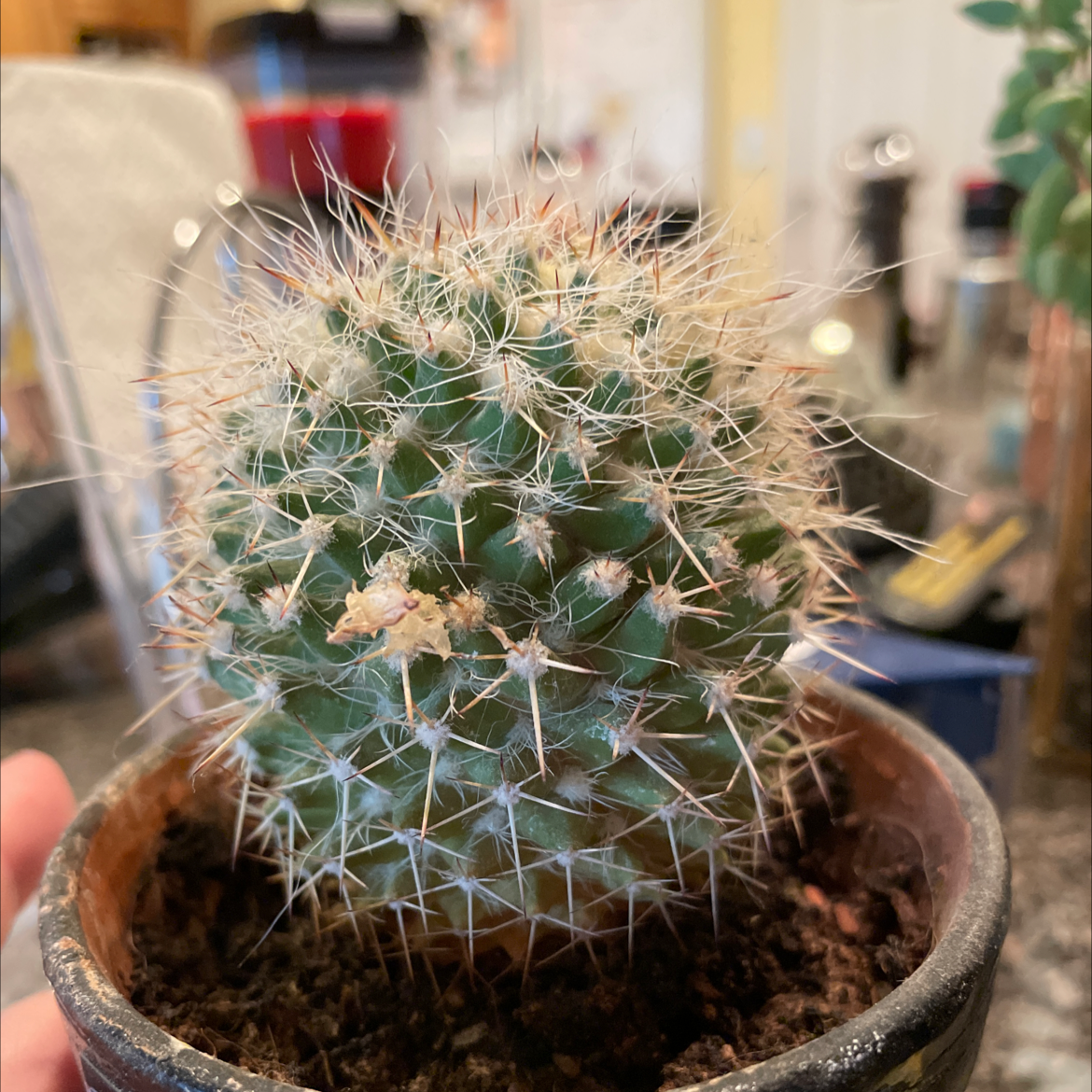 Mammillaria karwinskiana 'Nejapensis' cactus in a small pot, healthy and well-framed.