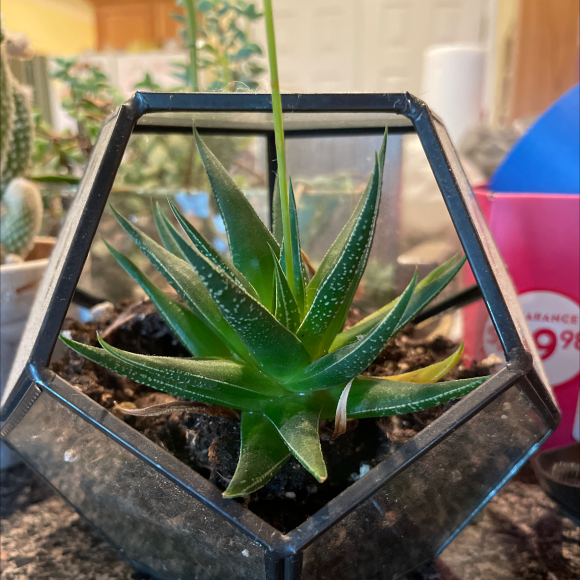 Haworthia attenuata 'Enon' plant in a geometric glass container with visible soil.