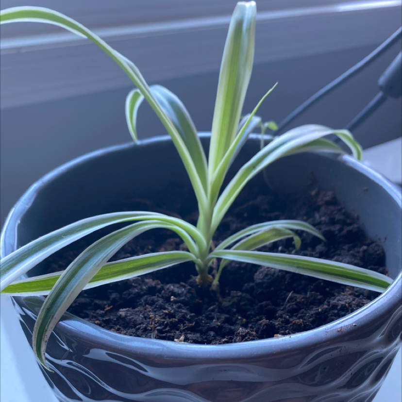 Spider Plant plant photo by @urmomma named sol on Greg, the plant care app.