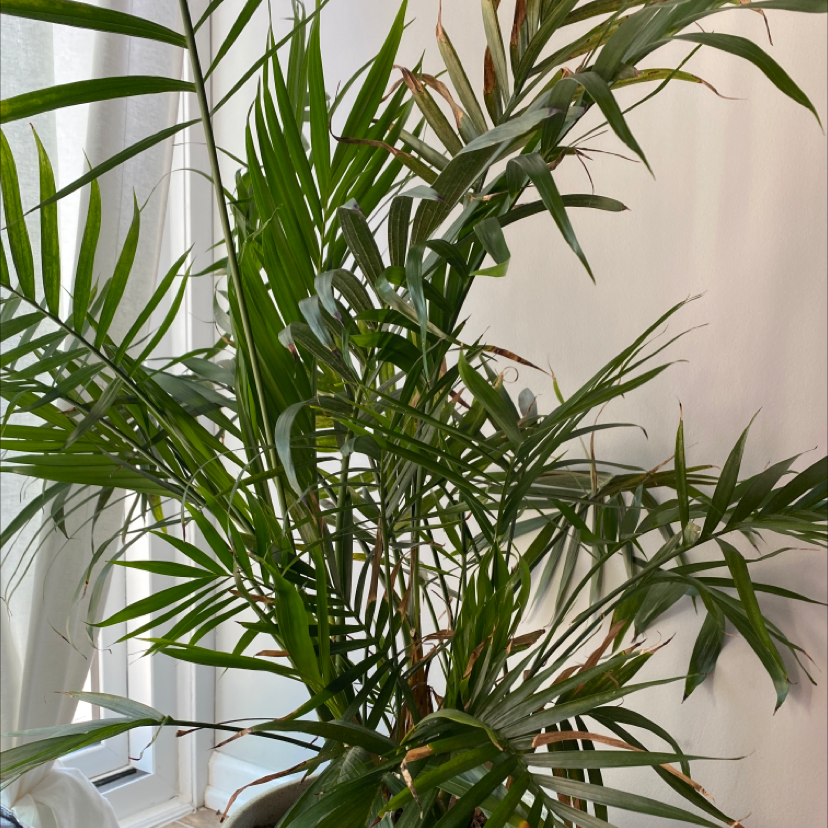 Parlour Palm plant photo by @urmomma named gobi on Greg, the plant care app.