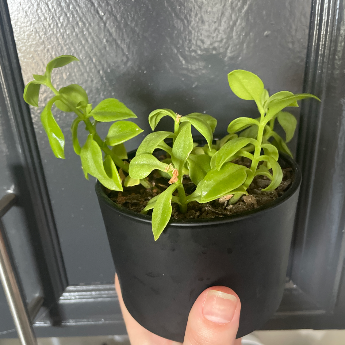 Potted Baby Sun Rose plant with green leaves, held by a hand.