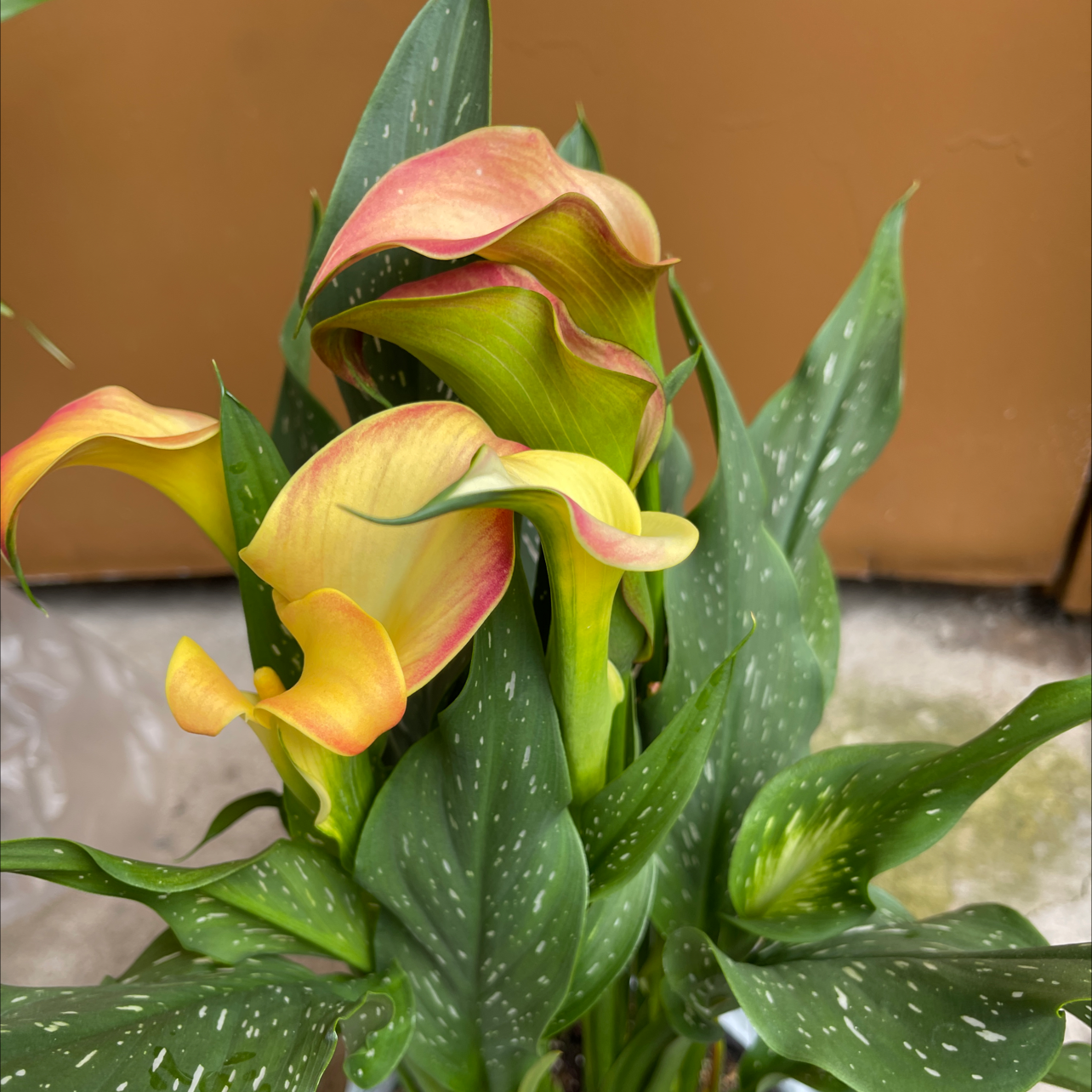 Photo of the plant species Calla Lily by Latoya named Your plant on Greg, the plant care app