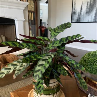 Rattlesnake Plant plant in Weatherford, Texas