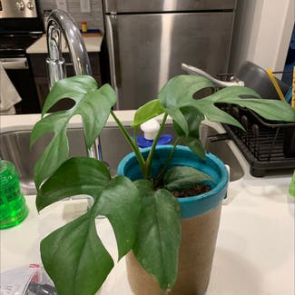 Mini Monstera plant in Weatherford, Texas