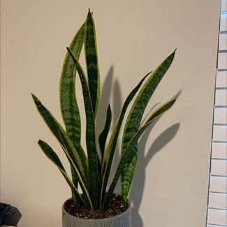 Snake Plant plant in Weatherford, Texas