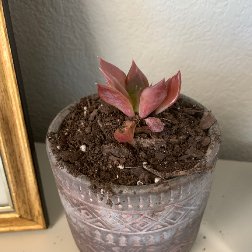 Small Echeveria 'Black Prince' succulent in a decorative pot with visible soil.