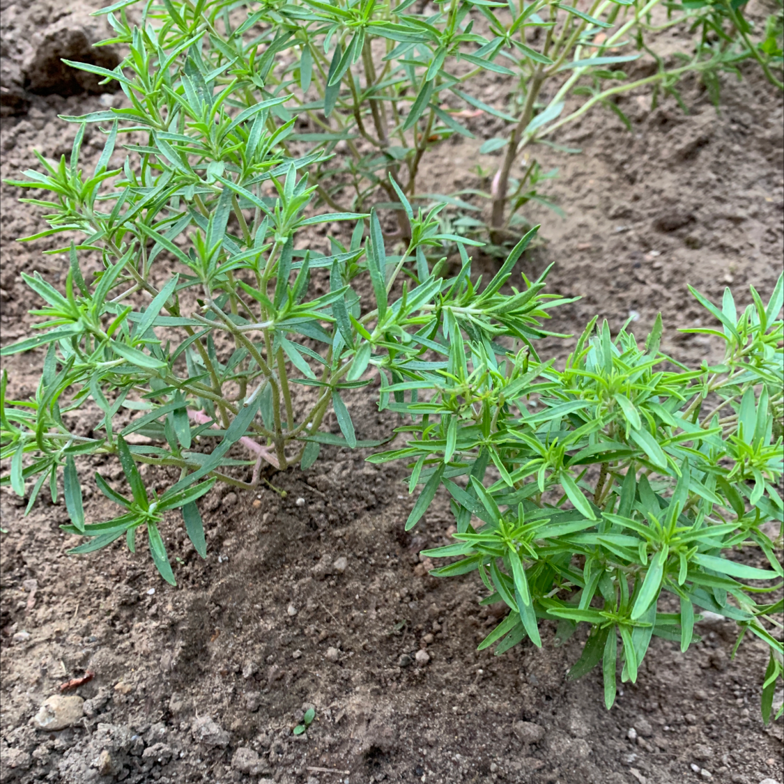 Photo of the plant species Pensacola Marsh Elder by Deborah named Peter Parker on Greg, the plant care app