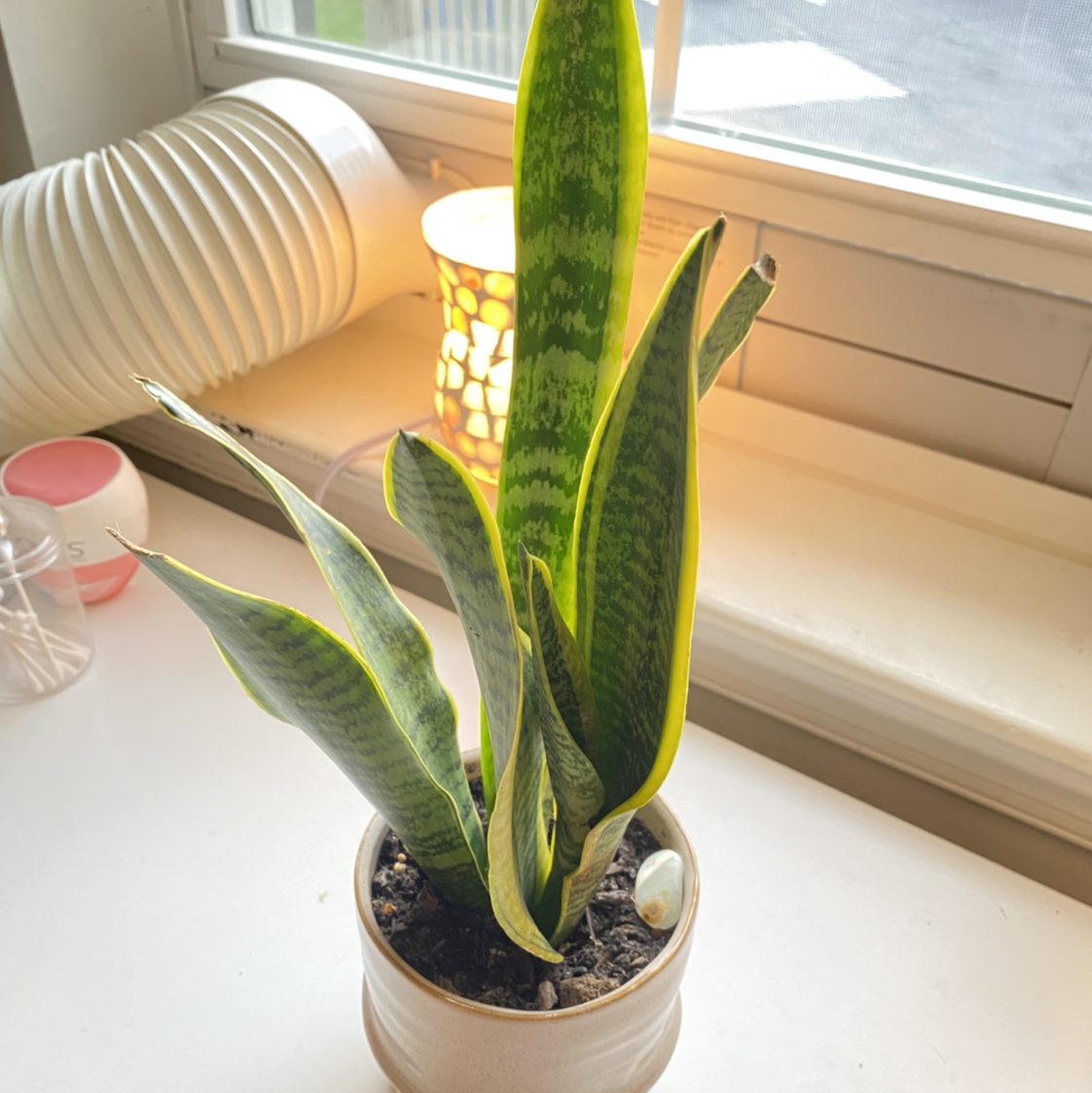 Snake Plant plant photo by Amanda  named Mercury on Greg, the plant care app.