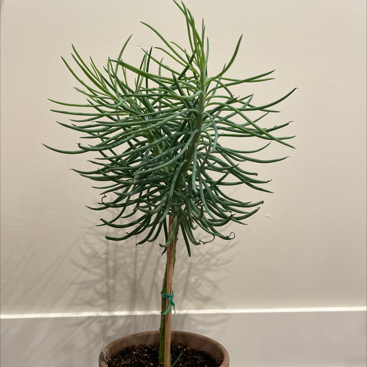 Plant care for Bamboo Orchid on Greg, the plant care app