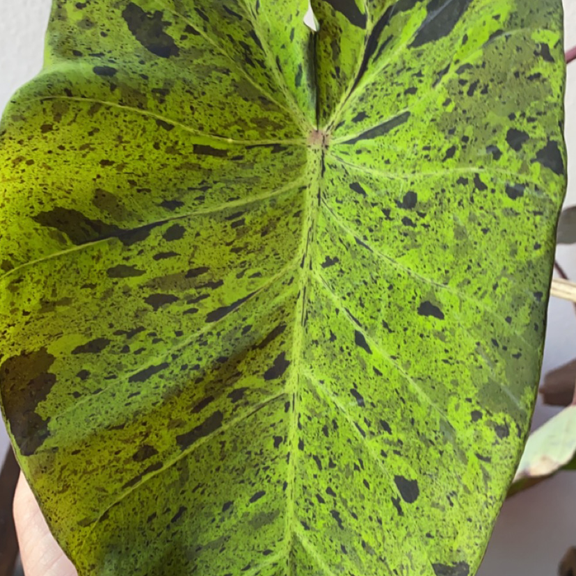 Photo of the plant species Taro 'Mojito' by @Cj.Sprunger named Your plant on Greg, the plant care app