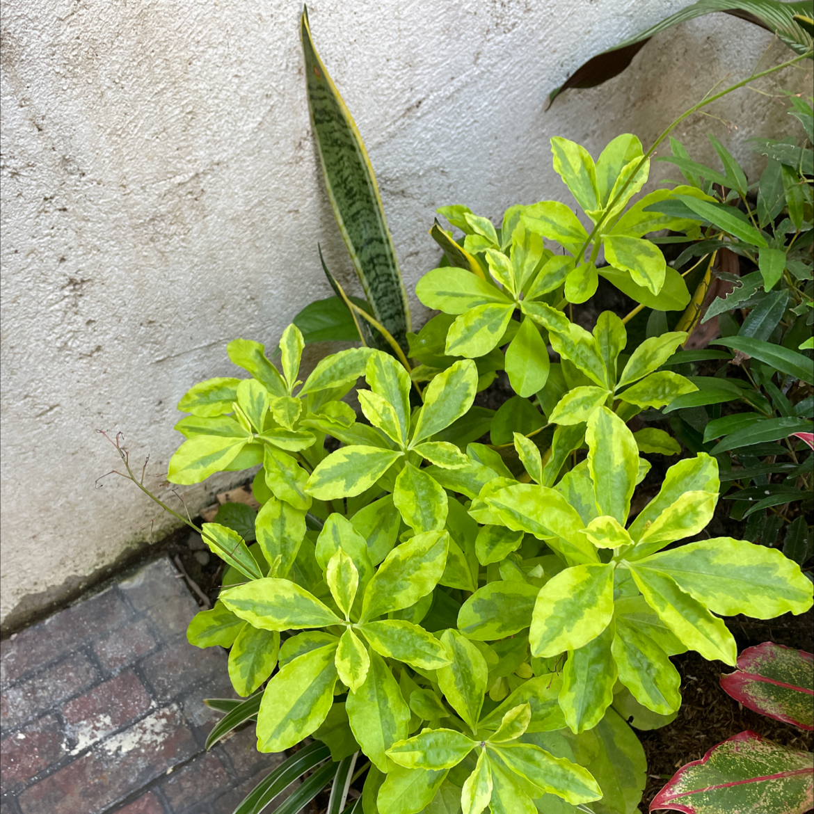 Jewels of Opar plant with vibrant green and yellow variegated leaves, surrounded by other plants.