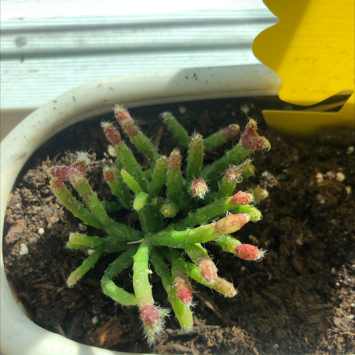 Hairy Stemmed Rhipsalis plant in a pot with visible soil, well-framed and in focus.