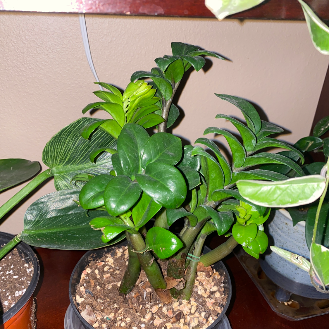 Dwarf ZZ plant in a pot with visible soil, healthy green leaves, well-framed and focused.