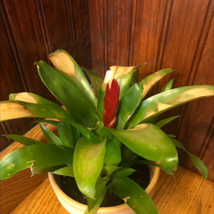 Flaming Sword plant (Vriesea splendens) in a pot with a red flower spike and leaves showing browning and yellowing tips.