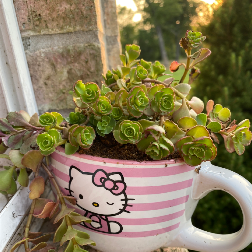 Two-Row Stonecrop plant photo by @blackberryjammer named kitty on Greg, the plant care app.