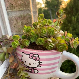 Creeping Stonecrop plant photo by @blackberryjammer named kitty on Greg, the plant care app.
