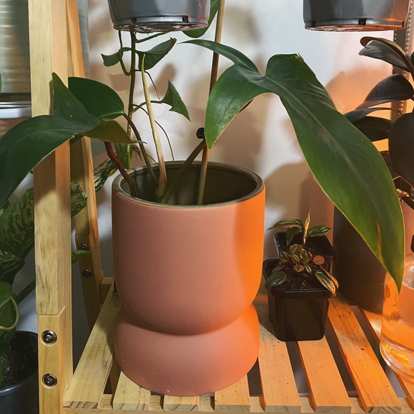 Photo of the plant species Philodendron Pedatum by @Hallewatt123 named Sahara on Greg, the plant care app