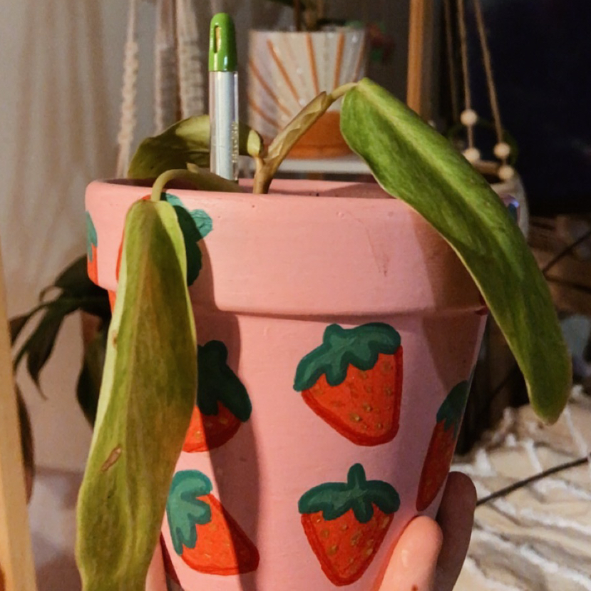 Photo of the plant species Philodendron 'Painted Lady' by @Hallewatt123 named alistair on Greg, the plant care app