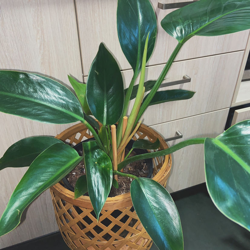 Philodendron 'Congo' plant in a wicker basket with healthy, glossy green leaves.
