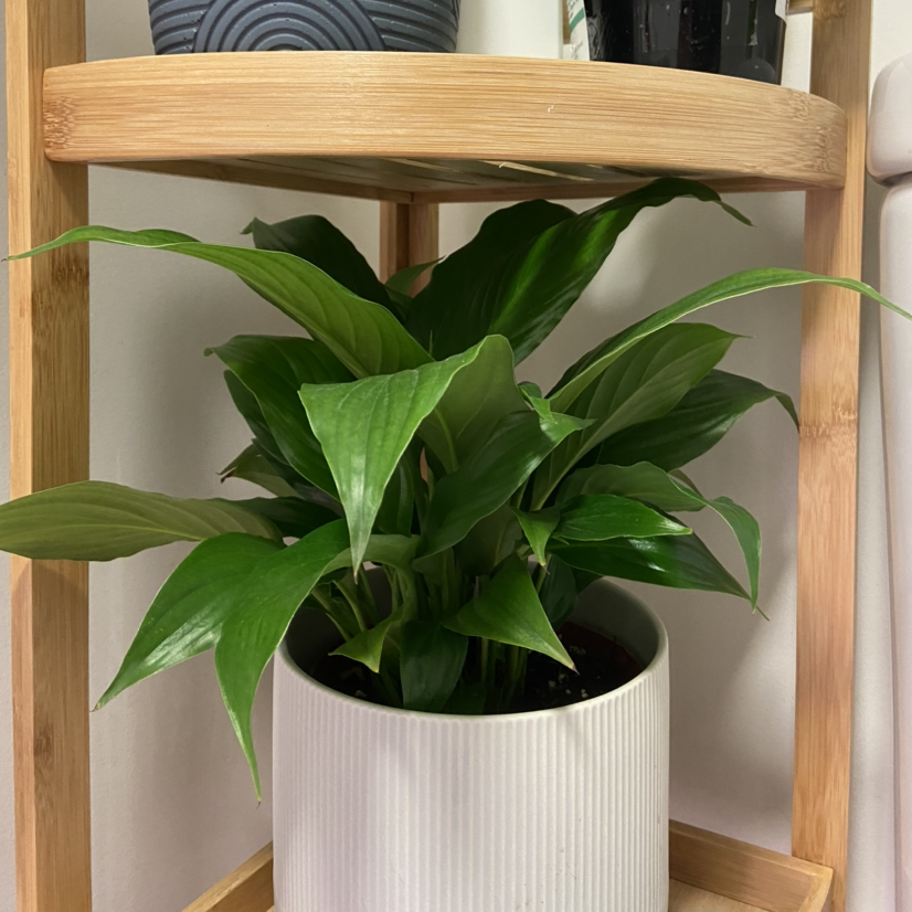 Photo of the plant species Romano Peace Lily by @Hallewatt123 named Moon on Greg, the plant care app