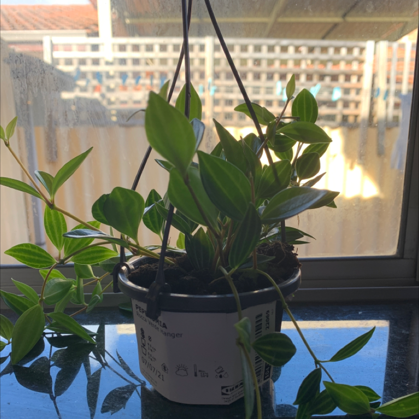 Potted Rana Verde Peperomia plant on a windowsill with vibrant green leaves.