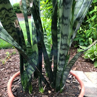 Snake Plant plant in Fairfield, Connecticut