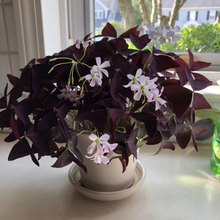 Purple Shamrocks plant photo by Stephanie named Butterflies on Greg, the plant care app.