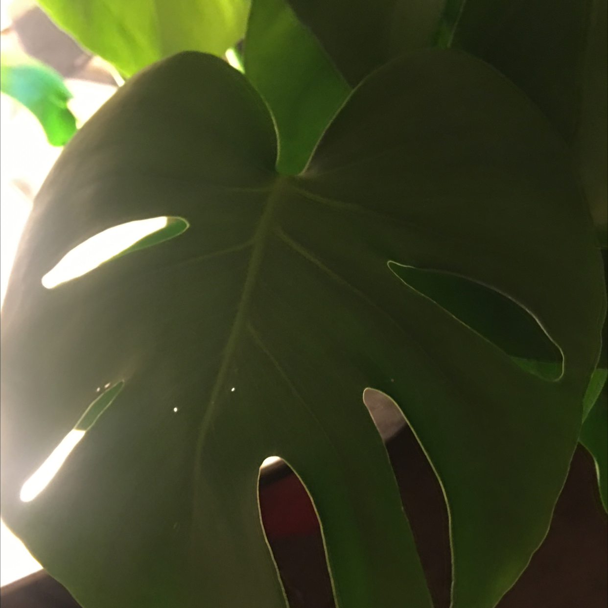 Monstera plant photo by Homg named Swiss on Greg, the plant care app.