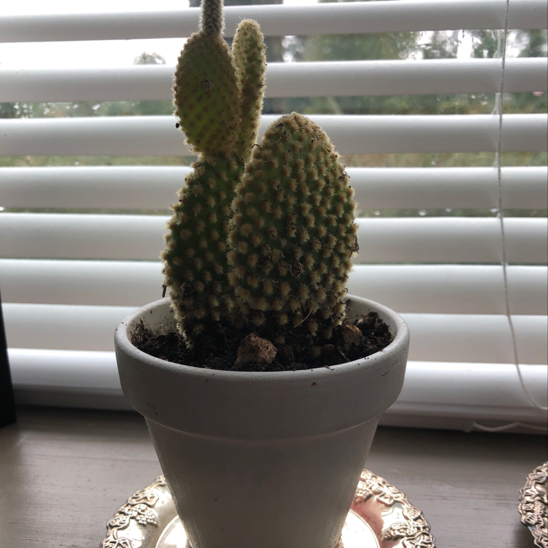 Bunny Ears Cactus in a white pot on a windowsill, with visible soil.