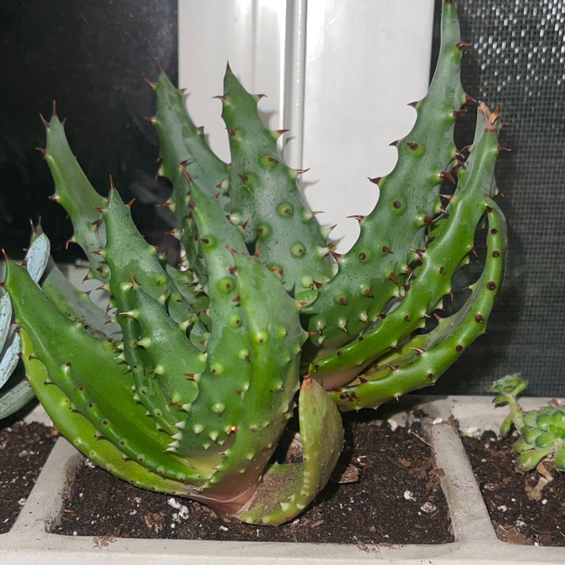 Cape Aloe plant with spiny-edged leaves in a pot with visible soil.