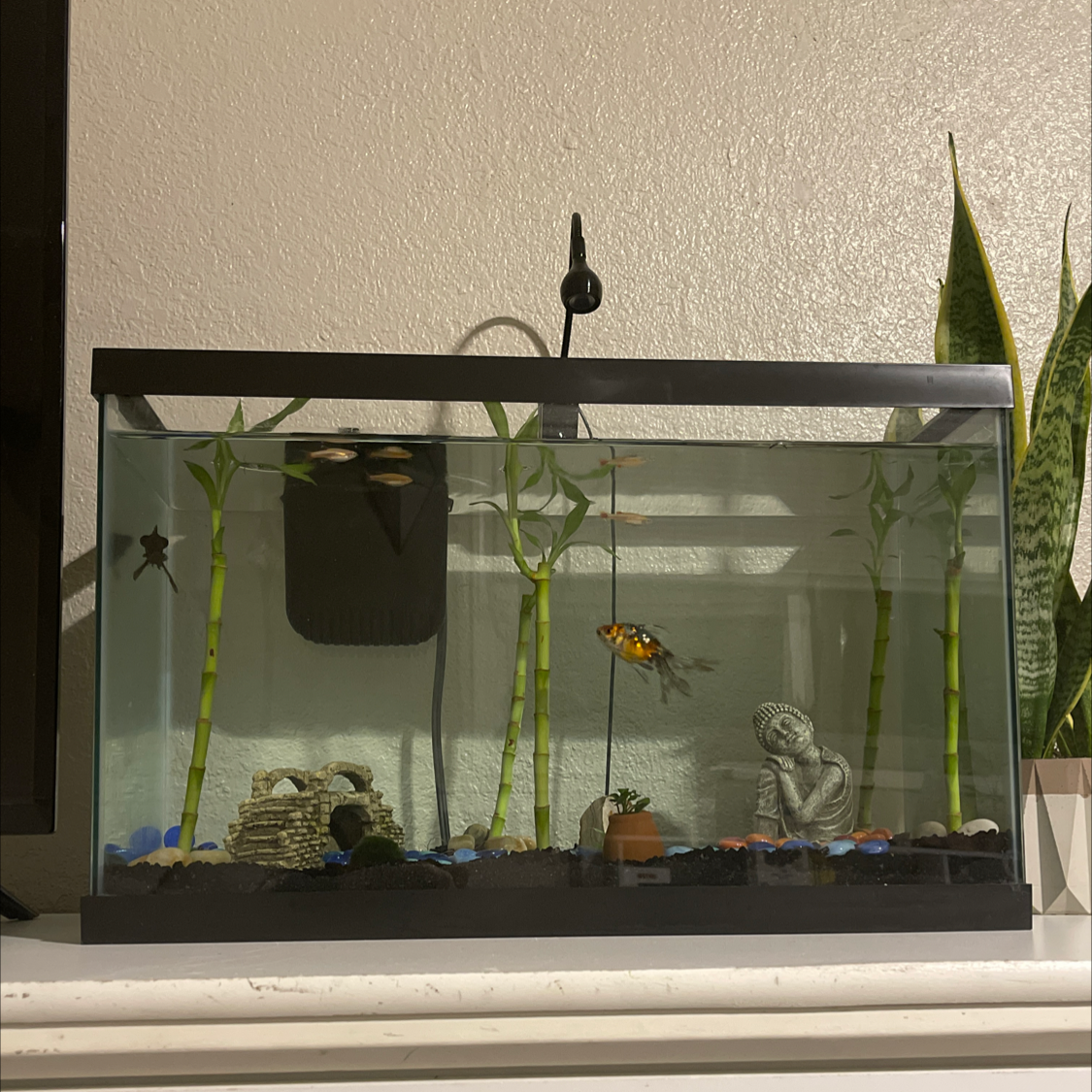 Photo of the plant species Common Bamboo by @Annaleece named tank 🎋🎋🎋🎋🎍 on Greg, the plant care app