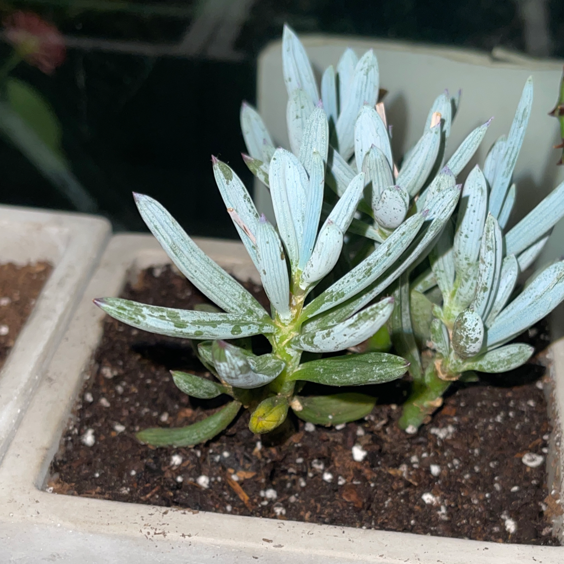 Photo of the plant species Purple Ice Plant by @Annaleece named Athena on Greg, the plant care app