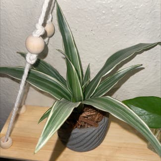 Cornstalk Dracaena plant in Modesto, California