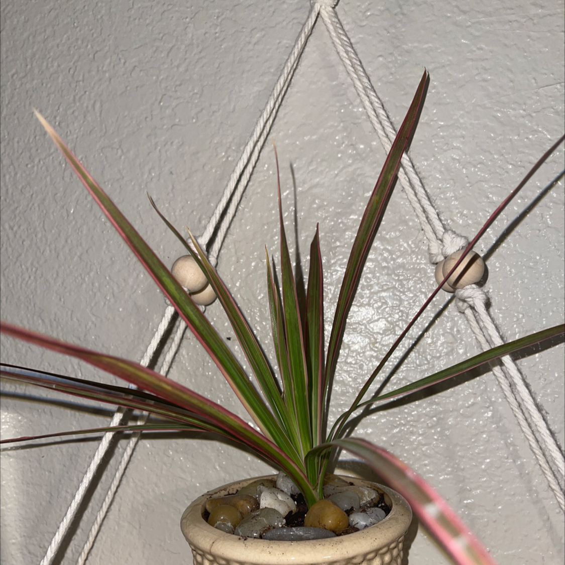 Dragon Tree plant photo by @Annaleece named Araña 💕 on Greg, the plant care app.