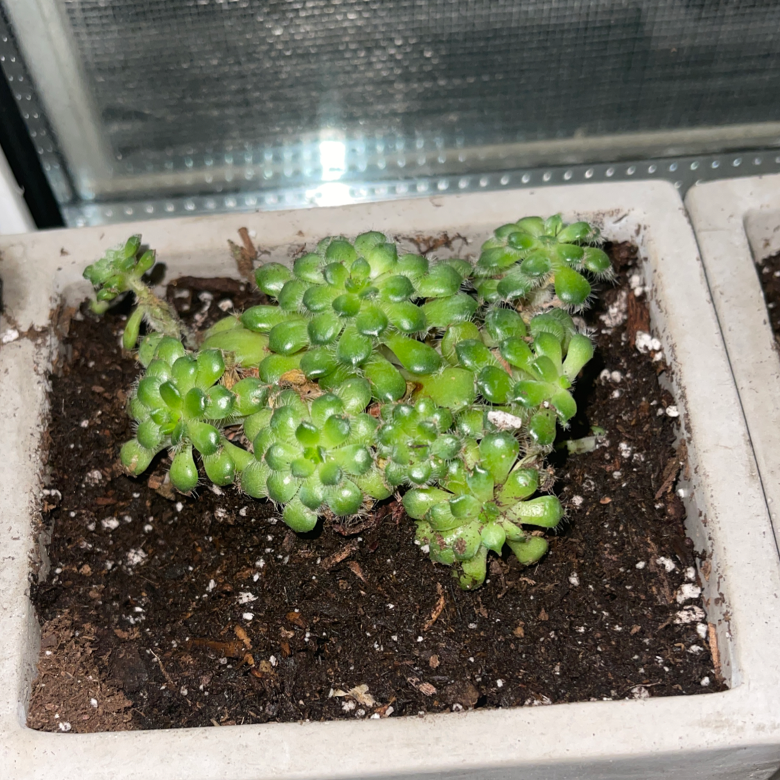 Cobweb Hens and Chicks plant photo by @Annaleece named Winston￼ on Greg, the plant care app.