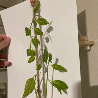 Coleus plant in Modesto, California