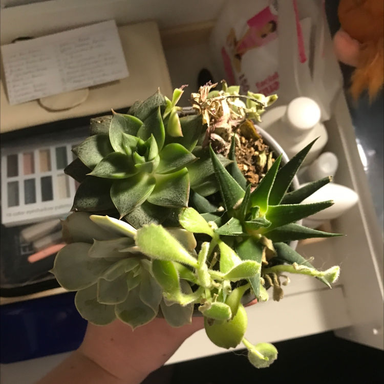 Lipstick Echeveria plant photo by Sierra named Charlie on Greg, the plant care app.