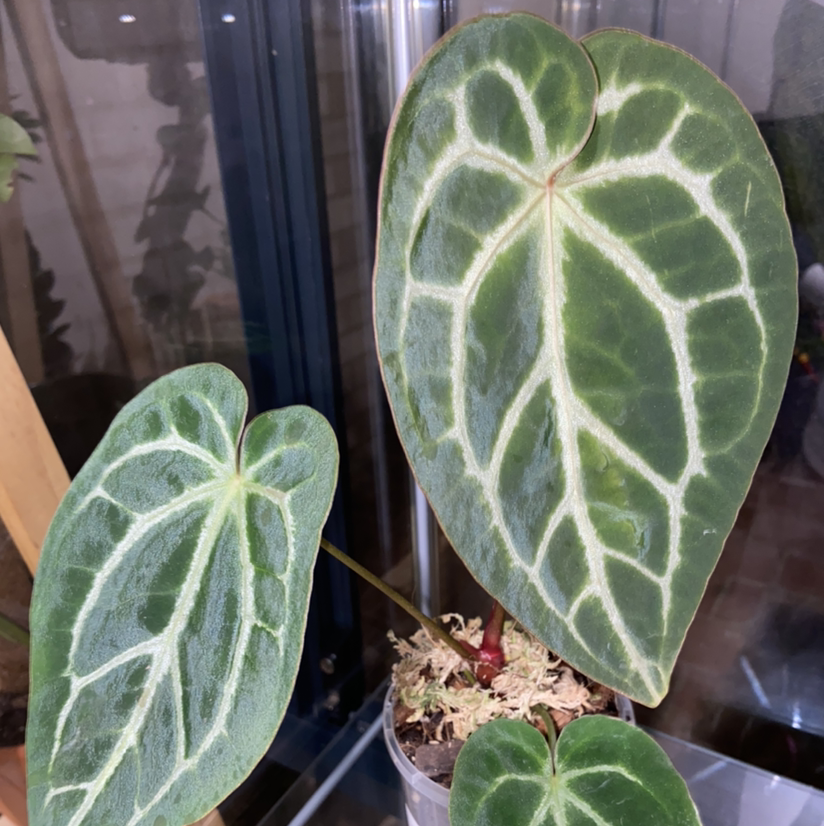 Photo of the plant species Anthurium magnificum by @Fat.jungle named Anthurium Mag on Greg, the plant care app