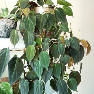 Philodendron Micans plant in Perth, Western Australia
