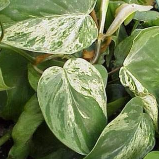Photo of the plant species Variegated Philodendron by @Fat.jungle named Heartleaf Varigarta on Greg, the plant care app
