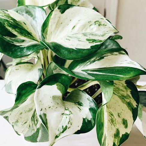 Photo of the plant species Manjula Pothos by @Fat.jungle named Manjula on Greg, the plant care app
