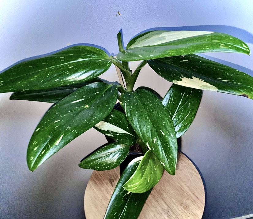 Monstera Cobra plant with variegated leaves, healthy and well-formed.